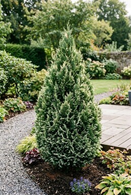 Chamaecyparis lawsoniana 'Snow White' Busk