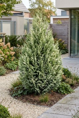 Chamaecyparis lawsoniana 'Snow White' Busk