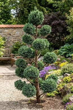 Chamaecyparis lawsoniana 'Wisselii' ponpon