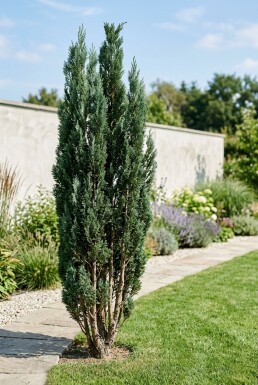 Chamaecyparis lawsoniana 'Wissel's Saguaro' Busk