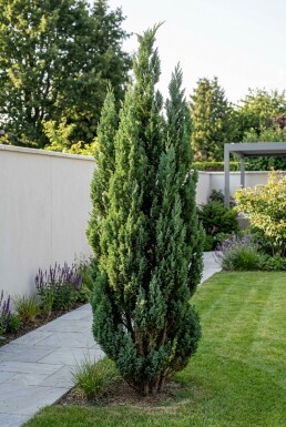 Chamaecyparis lawsoniana 'Wissel's Saguaro' Busk