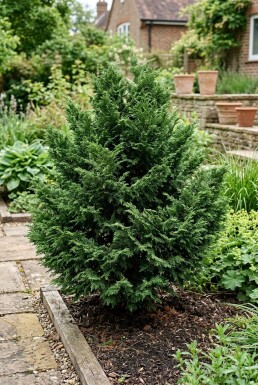 Chamaecyparis 'Meroki Twin' Busk