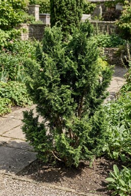 Chamaecyparis 'Meroki Twin' Busk