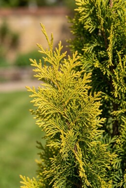 Chamaecyparis nootkatensis 'Moonshot' Stammet