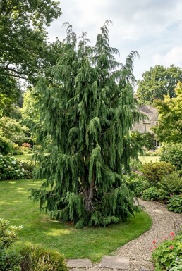 Chamaecyparis nootkatensis 'Pendula' Busk