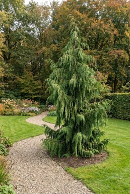 Chamaecyparis nootkatensis 'Pendula' Busk