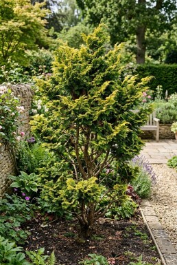 Chamaecyparis obtusa 'Fernspray Gold' Busk