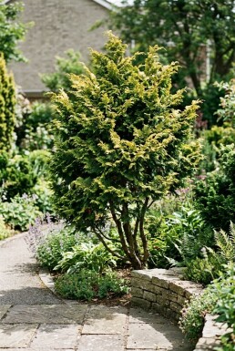 Chamaecyparis obtusa 'Fernspray Gold' Busk