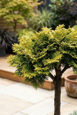 Chamaecyparis obtusa 'Nana Aurea' på stamme