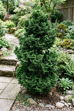 Chamaecyparis obtusa 'Nana Gracilis'