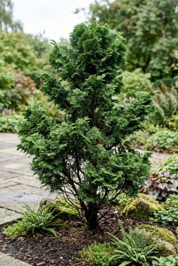 Chamaecyparis obtusa 'Nana Gracilis'