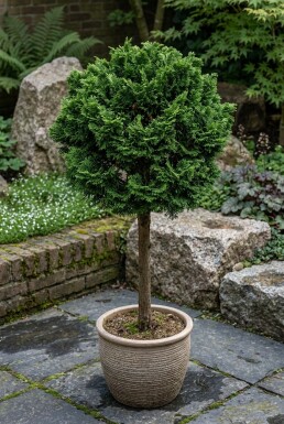 Chamaecyparis obtusa 'Nana Gracilis' op stam