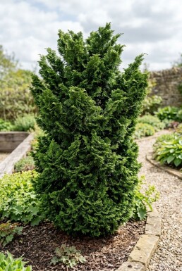 Chamaecyparis obtusa 'Teddy Bear' busk