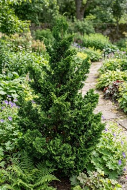 Chamaecyparis obtusa 'Teddy Bear' busk