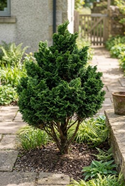 Chamaecyparis obtusa 'Gitte' Busk