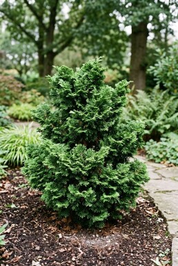 Chamaecyparis obtusa 'Gitte' Busk