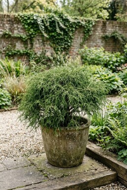 Chamaecyparis pisifera 'Filifera Nana'