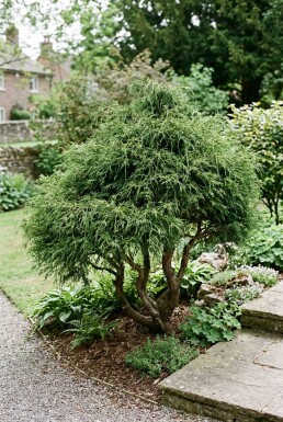 Chamaecyparis pisifera 'Filifera Nana' Flerstammet
