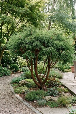 Chamaecyparis pisifera 'Filifera Nana' Flerstammet