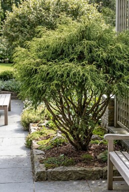 Chamaecyparis pisifera 'Filifera Nana' Busk