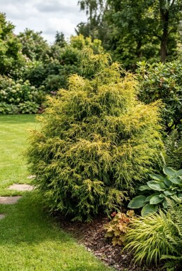 Chamaecyparis pisifera 'Sungold' busk