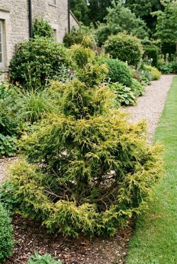 Chamaecyparis pisifera 'Sungold' busk