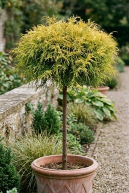 Chamaecyparis pisifera 'Sungold' på stamme