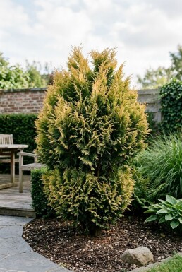 Chamaecyparis 'Yellow Teddy Bear' Busk