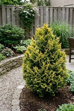 Chamaecyparis 'Yellow Teddy Bear' Busk