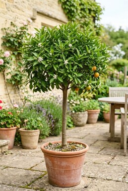 Citrus nobilis På stamme