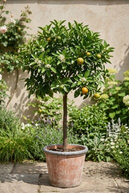 Citrus nobilis På stamme