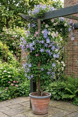 Clematis alpina opstammet