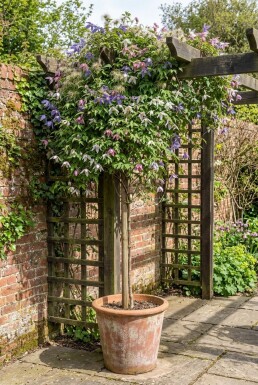 Clematis alpina opstammet