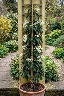 Clematis armandii opstammet