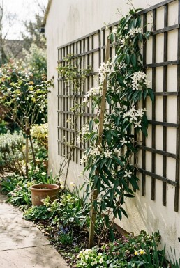 Clematis armandii opstammet