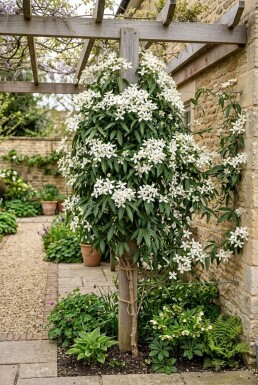 Clematis armandii 'Snowdrift' opstammet