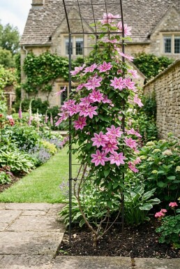 Clematis 'Bagatelle' opstammet