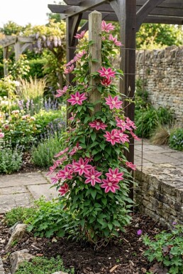 Clematis 'Capitaine Thuilleaux' opstammet