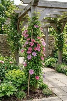 Clematis 'Capitaine Thuilleaux' opstammet