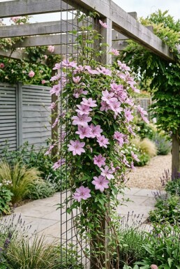 Clematis 'Comtesse de Bouchaud' opstammet