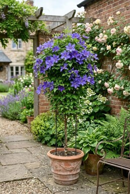 Clematis 'Destiny' opstammet