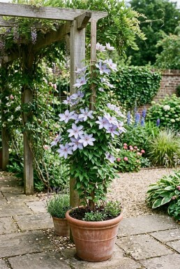 Clematis 'Dorothy Walton' opstammet