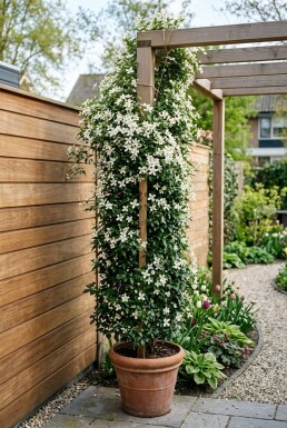Clematis 'Early Sensation' opstammet