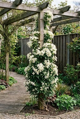 Clematis 'Early Sensation' opstammet