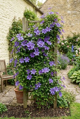 Clematis 'Etoile de Malicorne' opstammet 70 cm C2