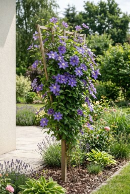 Clematis 'Etoile de Malicorne' opstammet 70 cm C2