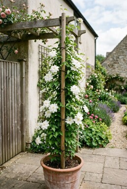 Clematis florida 'Alba Plena' opstammet