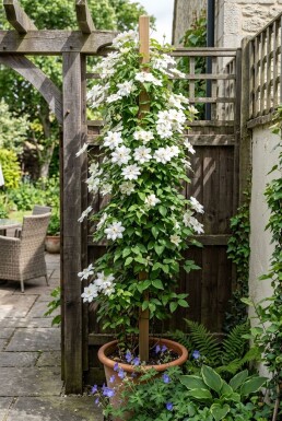 Clematis florida 'Alba Plena' opstammet