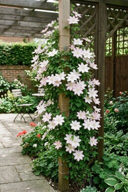 Clematis 'Gladys Picard' opstammet