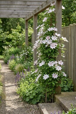 Clematis 'Gladys Picard' opstammet